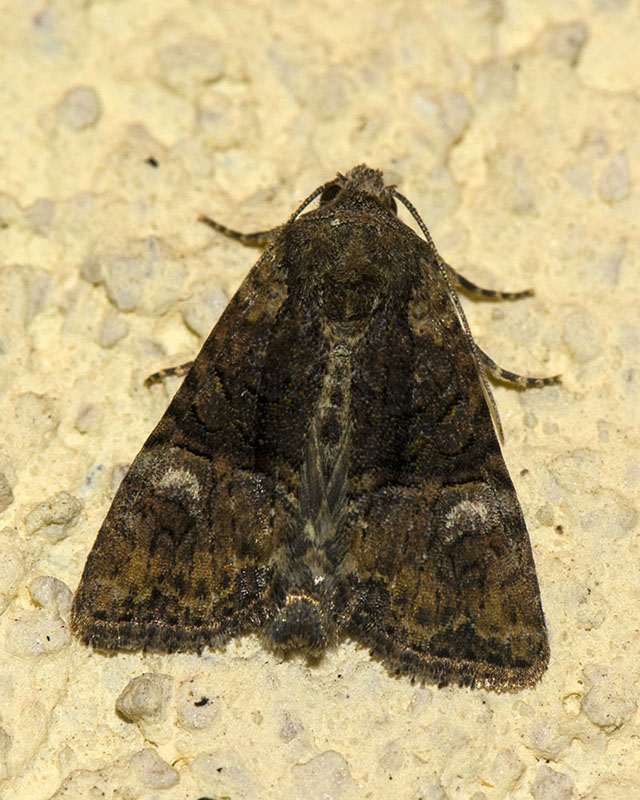Noctuidae  Mesoligia furuncula ? S�